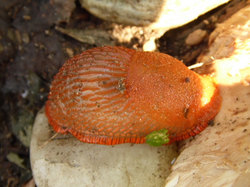 Arion vulgaris